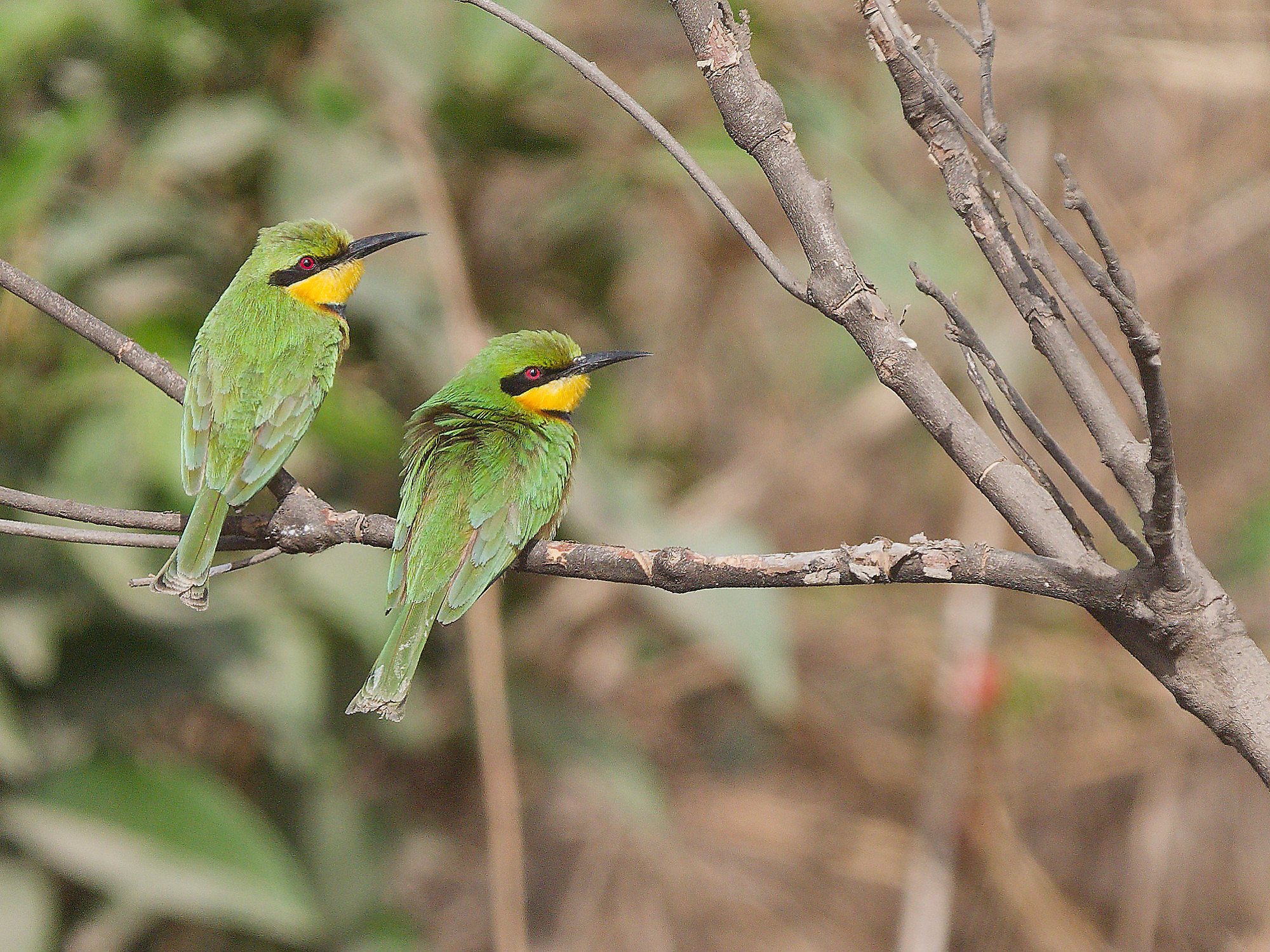Little bee-eater (Merops pusillus)